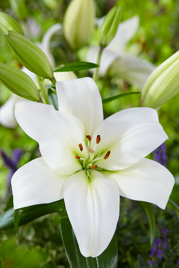 Lilium L.A. 'Merluza'